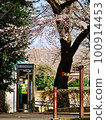 A public phone booth in a park with cherry blossoms in full bloom 100914453