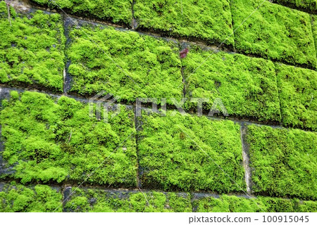 生苔的混凝土 100915045