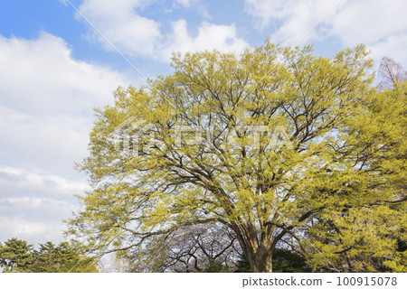 新綠映襯著藍天大樹 新綠映襯著藍天大樹 100915078