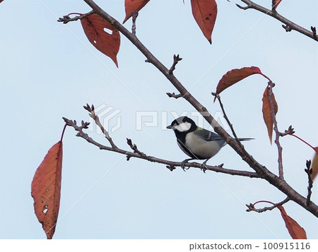 山雀在樹枝上邊緣 100915116