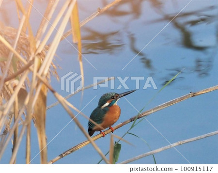 翠鳥抬頭 100915117