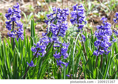 Vivid dark blue-purple hyacinth 100915167