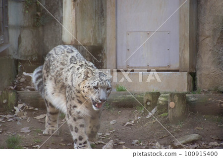 Snow leopard Snow leopard 100915400