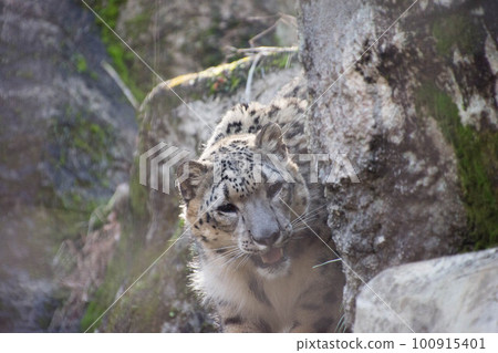 Snow leopard 100915401