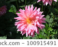 Pink dahlia flower blooming in the garden 100915491