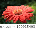 Red Gerbera 100915493