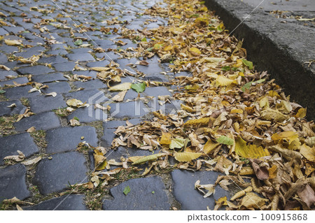 polished stone paving stones with yellow fallen leaves polished stone paving stones with yellow fallen leaves 100915868