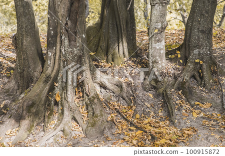five trees fused with roots in an autumn forest 100915872
