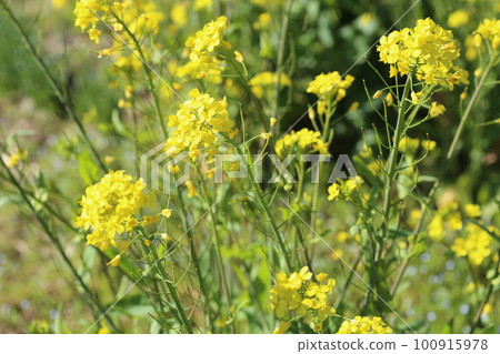 春暖花開,油菜花開黃 春暖花開,油菜花開黃 100915978