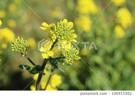 Spring is in full bloom, yellow rape blossoms 100915982