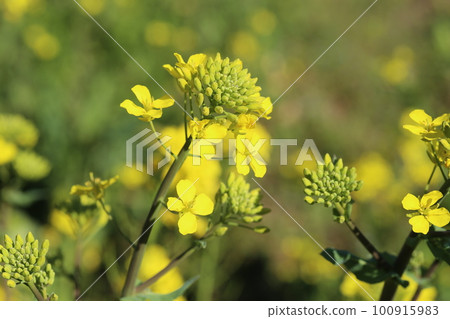 春暖花開,油菜花開黃 春暖花開,油菜花開黃 100915983