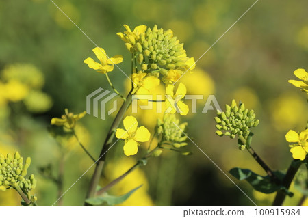 春暖花開，油菜花開黃 100915984