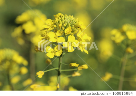 春暖花開,油菜花開黃 春暖花開,油菜花開黃 100915994