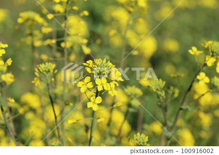 Spring is in full bloom, yellow rape blossoms Spring is in full bloom, yellow rape blossoms 100916002