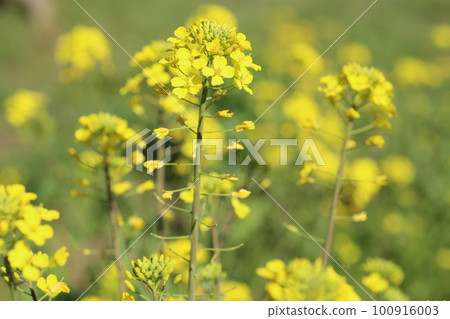 Spring is in full bloom, yellow rape blossoms Spring is in full bloom, yellow rape blossoms 100916003