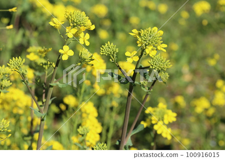 春暖花開,油菜花開黃 春暖花開,油菜花開黃 100916015