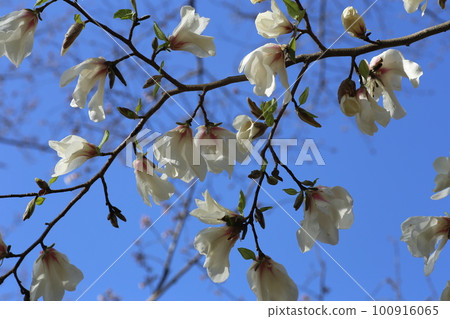 White magnolia with large flowers blooming in spring 100916065
