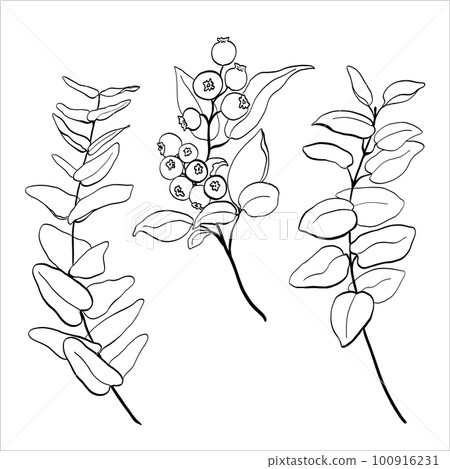 Set of blueberry, eucalyptus leaves and branches. Vector illustration of greenery Set of blueberry, eucalyptus leaves and branches. Vector illustration of greenery 100916231