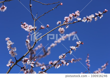 春天盛開的粉色杏花 100916246
