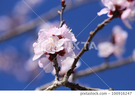 春天盛開的粉色杏花 100916247