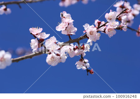 春天盛開的粉色杏花 100916248
