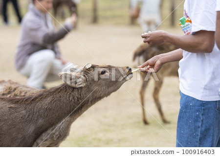 Deer in Nara Park eating food 100916403