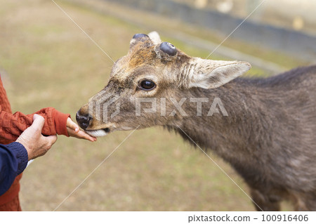 Deer in Nara Park eating food 100916406