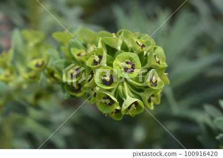 Spurge Black Pearl Spurge Black Pearl 100916420