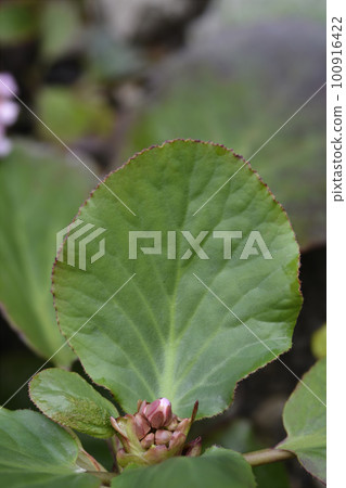 Elephants ears Elephants ears 100916422