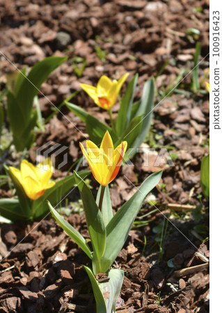 Tulip Giuseppe Verdi Tulip Giuseppe Verdi 100916423