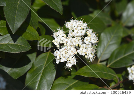 Laurustinus 100916429