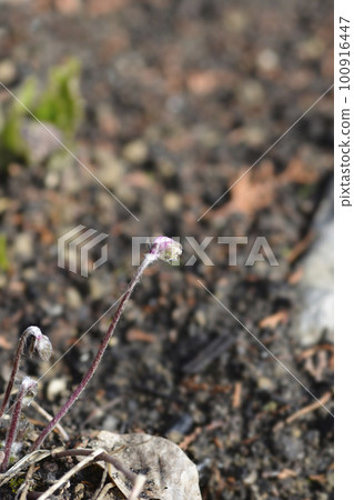 Pink Liverwort Pink Liverwort 100916447