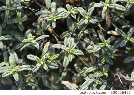 Rock rose Fire Dragon Rock rose Fire Dragon 100916455