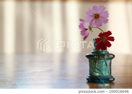 藍色小瓶子裡的波斯菊 藍色小瓶子裡的波斯菊 100916696