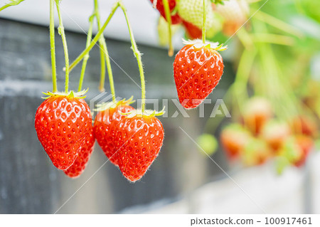 Red strawberry fruit House strawberry strawberry picking Yamamoto Town, Miyagi Prefecture Red strawberry fruit House strawberry strawberry picking Yamamoto Town, Miyagi Prefecture 100917461