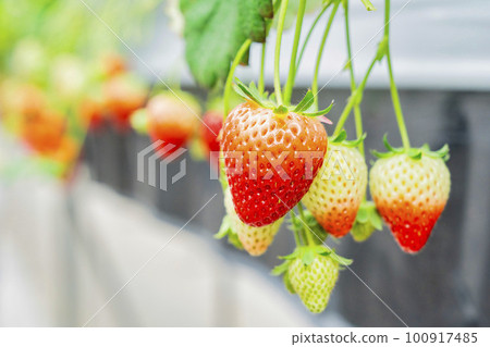 宮城縣山本市紅草莓水果之家草莓草莓採摘 100917485