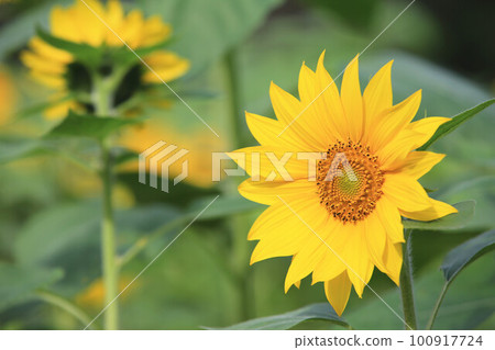 向日葵花,向日葵花,向日葵花,向日葵花,朝陽花,向日葵花,向日葵花,向日葵花,向日葵花,白色向日葵花,tenaiko,isjo菊花 向日葵花,向日葵花,向日葵花,向日葵花,朝陽花,向日葵花,向日葵花,向日葵花,向日葵花,白色向日葵花,tenaiko,isjo菊花 100917724