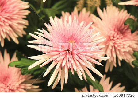 已上市菊花、秋菊、老草、日精、梅花、重腳、圓年、奧塚、菊花、陶瓷菊 100917726