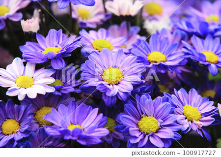 瑪格麗特雛菊, 瑪格麗特雛菊, 瑪格麗特雛菊, 瑪格麗特雛菊, 瑪格麗特雛菊, 東方菊花, 女孩花, 瑪格麗特雛菊, 瑪格麗特雛菊 瑪格麗特雛菊, 瑪格麗特雛菊, 瑪格麗特雛菊, 瑪格麗特雛菊, 瑪格麗特雛菊, 東方菊花, 女孩花, 瑪格麗特雛菊, 瑪格麗特雛菊 100917727