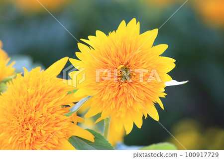 向日葵花,向日葵花,向日葵花,向日葵花,朝陽花,向日葵花,向日葵花,向日葵花,向日葵花,白色向日葵花,tenaiko,isjo菊花 向日葵花,向日葵花,向日葵花,向日葵花,朝陽花,向日葵花,向日葵花,向日葵花,向日葵花,白色向日葵花,tenaiko,isjo菊花 100917729