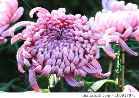 紫菊(黃花、秋菊、老草、日青、梅花、壽花、延年、大井花、菊花、黃花、豆菊)和雨滴 紫菊(黃花、秋菊、老草、日青、梅花、壽花、延年、大井花、菊花、黃花、豆菊)和雨滴 100917975
