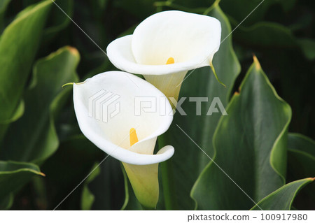 解脫海芋、馬蹄蓮、觀音蓮、水芋、白海芋、佛山藥、野山藥、香芋、海芋百合、慈百合花 100917980