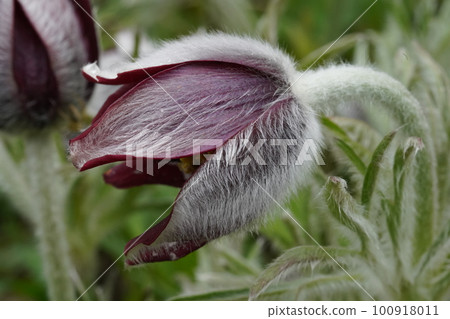 Pasque flower Scientific name: Pulsatilla cernua 100918011