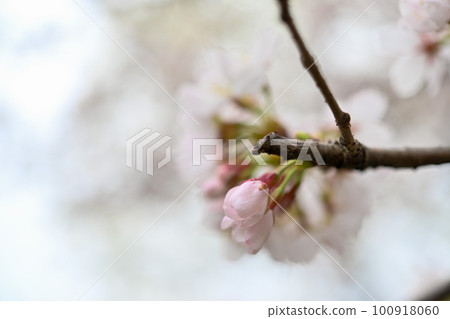 Sakura buds close-up 100918060