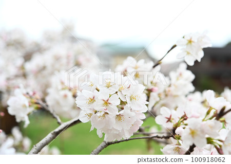 Close-up sakura flowers 100918062