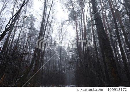 Gloomy evening forest atmosphere  100918172