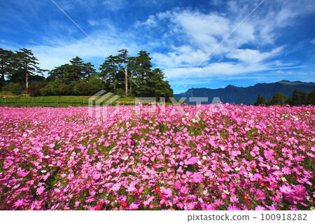 高山肥菊（Kakusohana，Shuei，Basichiku，Autumn Cherry Blossoms，笤縚梅，Sohoume，Daishunsha Chrysanthemum，Daishuniku）花海，自然背景 100918282