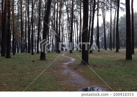 Path in the winter pine forest, warm winter Path in the winter pine forest, warm winter 100918353