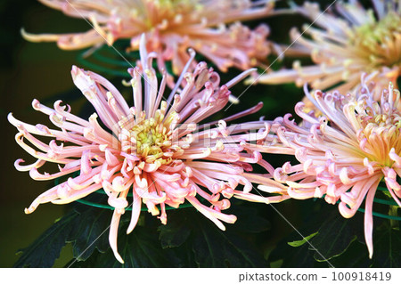 已上市菊花、秋菊、老草、日精、梅花、重腳、圓年、奧塚、菊花、陶瓷菊 已上市菊花、秋菊、老草、日精、梅花、重腳、圓年、奧塚、菊花、陶瓷菊 100918419