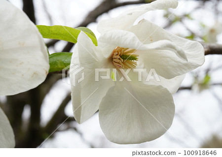Kobushimodoki 的白花 Kobushimodoki 的白花 100918646